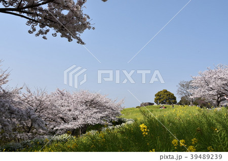 桜 二宮町吾妻山公園 桜 二宮町吾妻山公園 39489239