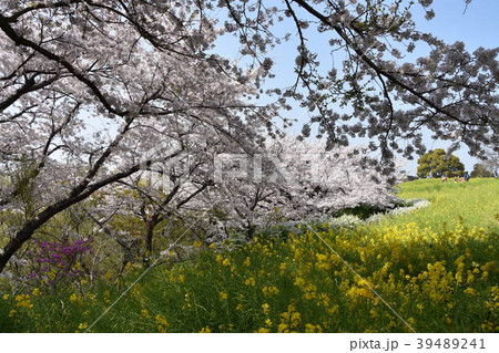 桜　二宮町吾妻山公園 39489241
