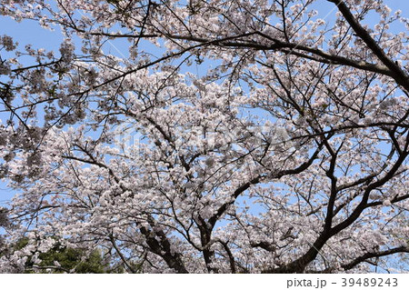 桜満開 桜満開 39489243