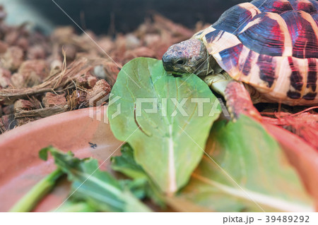 東ヘルマンリクガメ食事シーン 東ヘルマンリクガメ食事シーン 39489292