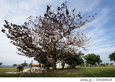 石垣島の舟蔵公園の風景 39489604