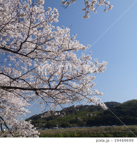 満開の桜 京都 八幡背割堤から男山を望む 満開の桜 京都 八幡背割堤から男山を望む 39489699
