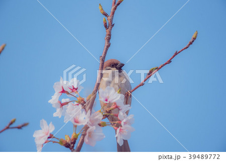 桜とスズメ 39489772