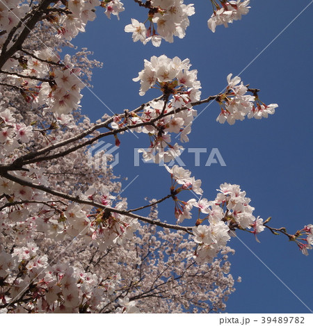 満開の桜　京都　八幡　背割堤 39489782