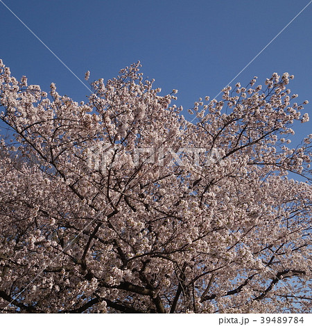 満開の桜　京都　八幡　背割堤 39489784