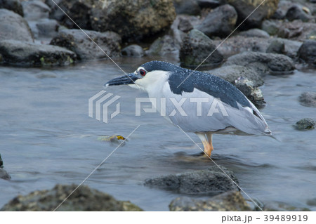 ゴイサギ 39489919