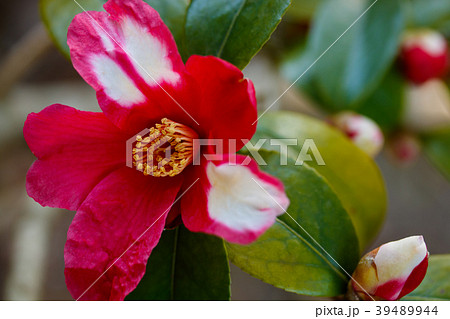 ハルサザンカ・鎌倉絞り ハルサザンカ・鎌倉絞り 39489944