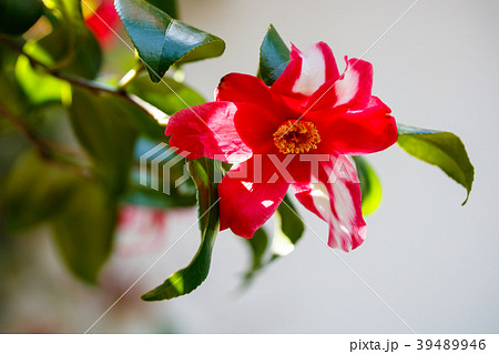 ハルサザンカ・鎌倉絞り 39489946