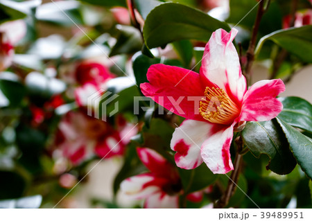 ハルサザンカ・鎌倉絞り ハルサザンカ・鎌倉絞り 39489951