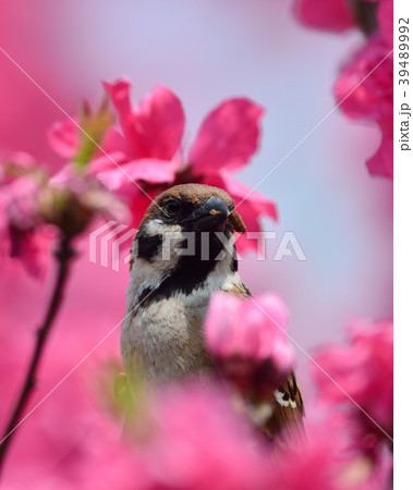 毛虫を捕食する雀と満開のハナモモ 39489992