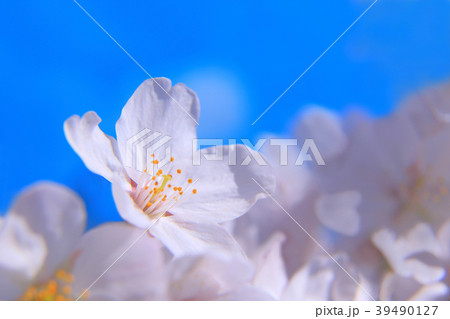 桜 ソメイヨシノ 桜 ソメイヨシノ 39490127