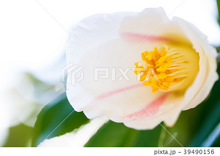 ツバキ・秋の山 ツバキ・秋の山 39490156