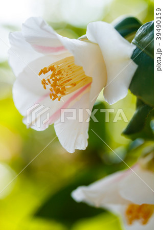 ツバキ・秋の山 39490159