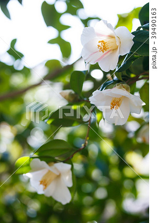 ツバキ・秋の山 39490163