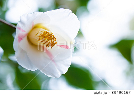 ツバキ・秋の山 39490167