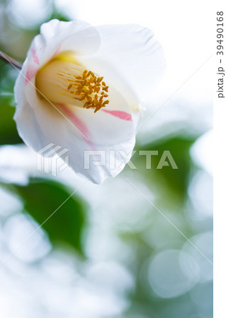 ツバキ・秋の山 39490168