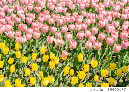 神奈川県 チューリップ畑の写真素材