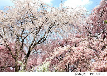 京都・原谷苑の桜 39490192