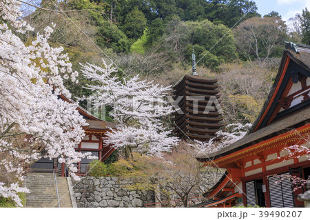 談山神社の桜 39490207