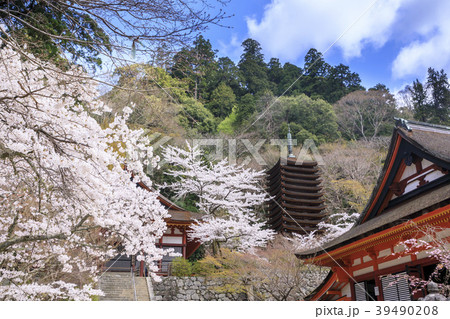 談山神社の桜の写真素材