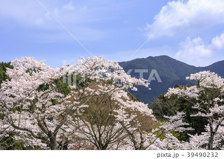 談山神社の桜 39490232