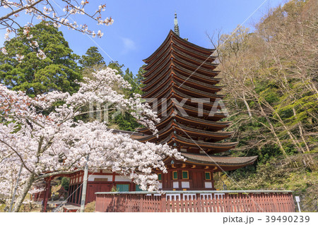 談山神社の桜 39490239