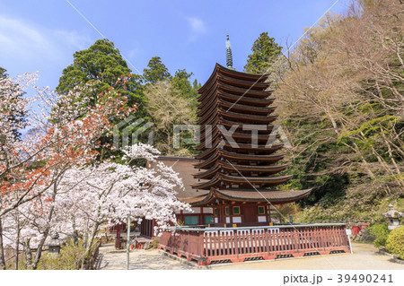 談山神社の桜 39490241