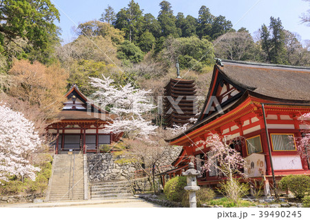 談山神社の桜 39490245