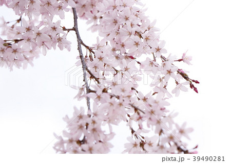 枝垂れ桜 39490281