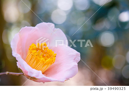 ツバキ・曙 39490325