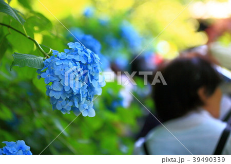 アジサイ 女性 背景　ボカシ　観光　ツアー　コピースペース 素材 鎌倉 神奈川 インバウンド　旅行 39490339