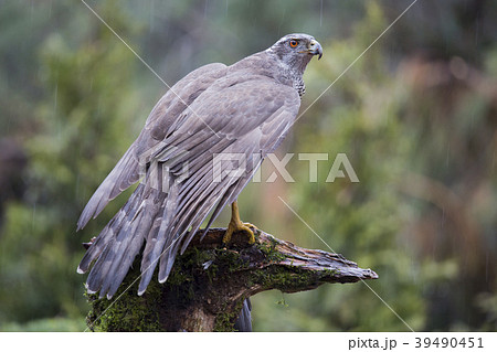 Northern goshawk (Accipiter gentilis) 39490451