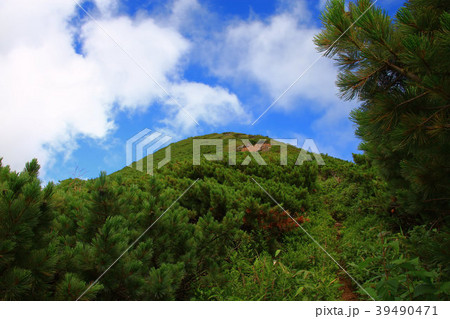 登山道から見上げる南暑寒岳 39490471