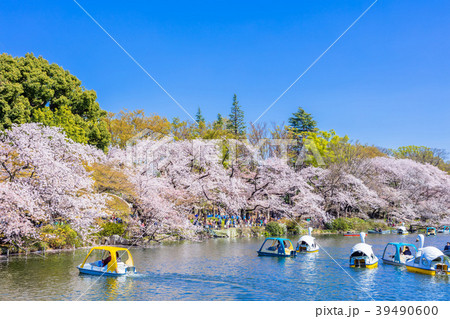 東京　井の頭公園の桜 39490600