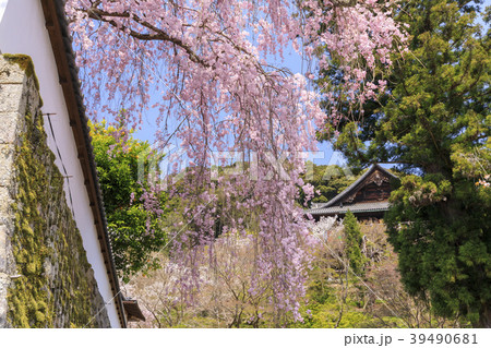 桜咲く長谷寺 39490681