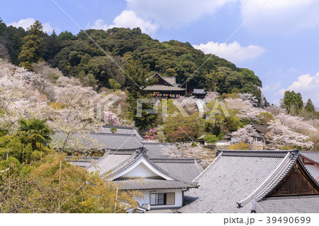 桜咲く長谷寺 39490699