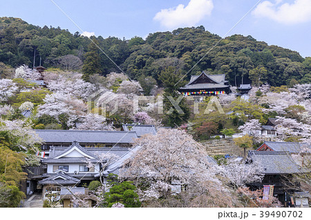 桜咲く長谷寺 桜咲く長谷寺 39490702