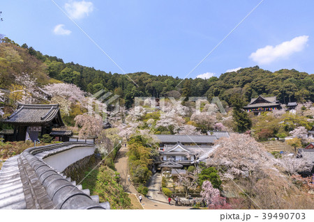 桜咲く長谷寺 39490703