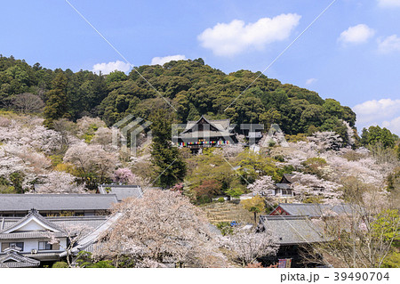桜咲く長谷寺 39490704