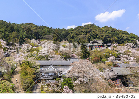 桜咲く長谷寺 桜咲く長谷寺 39490705
