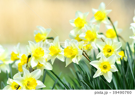 パッセルカラー 黄色い水仙の花の写真素材