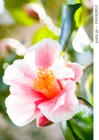 ツバキ・日本の誉 39490802