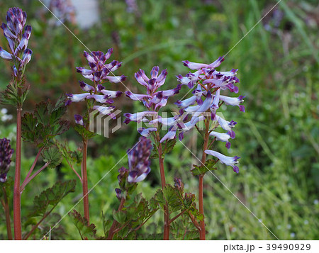 ムラサキケマン 39490929