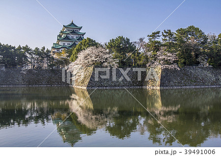 愛知県　名古屋城　桜 39491006