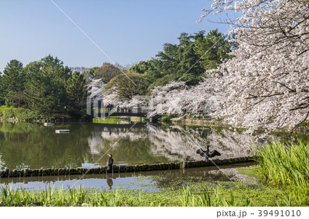愛知県 名城公園 桜 愛知県 名城公園 桜 39491010