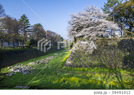 愛知県　名古屋城　桜 39491012