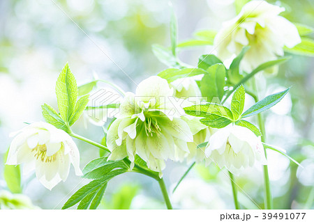 クリスマスローズ 39491077