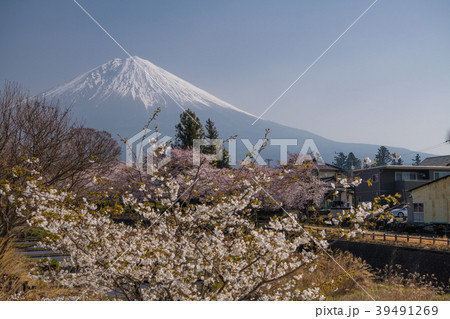 狩宿の下馬桜と富士山 狩宿の下馬桜と富士山 39491269