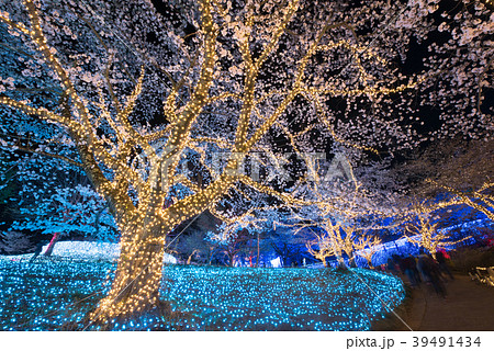 さがみ湖リゾート プレジャーフォレストの桜の写真素材