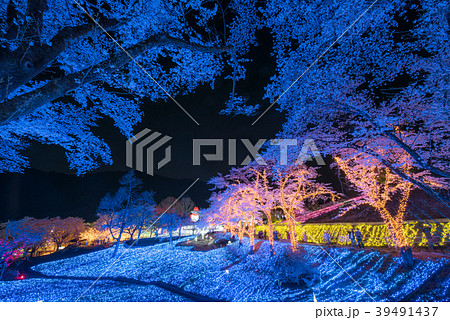 さがみ湖リゾート プレジャーフォレストの桜 39491437